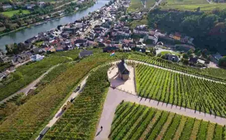 MAHA Moms Turn Against Trump Over Glyphosate (glyphosate) Order