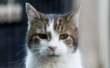 Larry the Cat Celebrates 15 Years as Top Mouser at 10 Downing Street