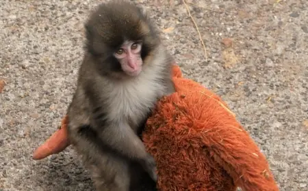 Punch The Monkey: Abandoned Baby Macaque Finds Comfort and Draws Crowds