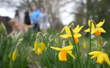 Mild Temperatures Up to 16C Expected This Weekend, Ending Wintry Weather