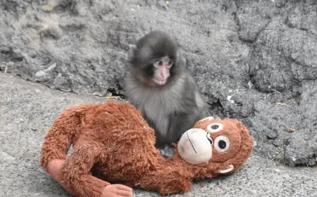Punch Monkey and the Lessons for Zoo Visitors and Care Teams from One Abandoned Infant