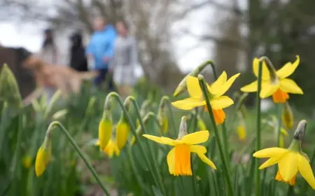 Uk Weather Forecast Milder Temperatures as Rain and Flood Warnings Continue