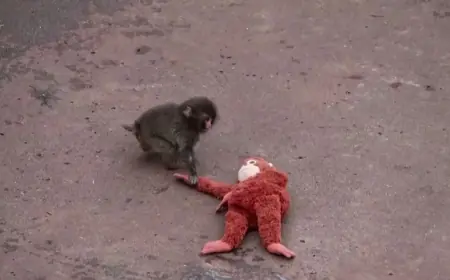 “Punch Monkey Japan” Goes Viral After Orphaned Baby Macaque Clings to Plush Toy, Sparking Crowds, Debate, and a Misleading Name