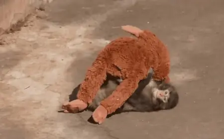 Punch Monkey Japan: Baby Macaque Who Punch the Monkey World's Heart Is Finally Accepted by His Troop