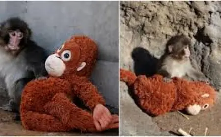 Punch Monkey Japan Goes Viral as Tourists Flock to Monkey-Themed Boxing Arcade Game