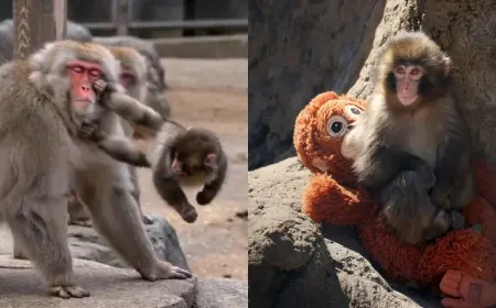 Punch the Monkey: Japan's Baby Macaque With an Emotional Support Plush Is Uniting the Internet
