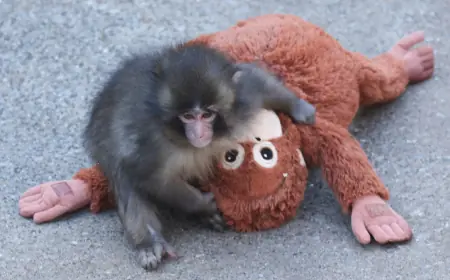 Punch the Monkey: The Viral Baby Macaque From Japan Who United the Internet