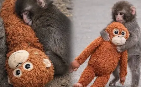 Punch the Monkey: Japan's Viral Baby Macaque and His IKEA Plush Are Winning the Internet in 2026