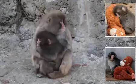 Punch the Monkey Trend: Viral “Baby Monkey Punch” Videos Spark Online Debate