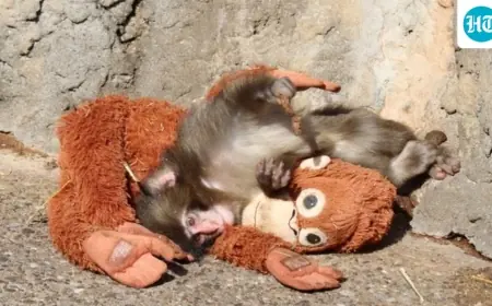 Baby Monkey Punch: Japan's Viral Macaque and His IKEA Plush Are Winning the Internet in 2026
