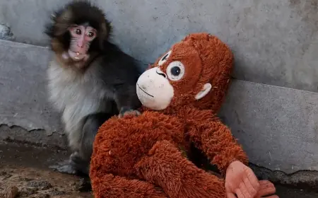 Punch the Monkey Japan: The Viral Baby Macaque With an IKEA Stuffed Animal Has the World Rooting for Him