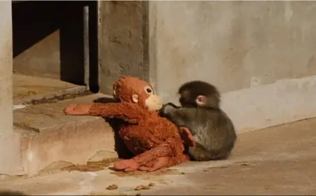 Punch the Monkey: Japan's Viral Baby Macaque Who United the Internet in 2026