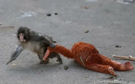 Punch the Monkey: Japan's Viral Baby Macaque and His Latest Updates