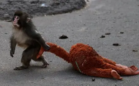 Punch the Monkey: Japan's Viral Baby Macaque Who Captured the World's Heart