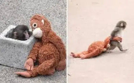 Punch The Monkey Update: How a viral orphan macaque’s plush sparked empty shelves and a resale rush