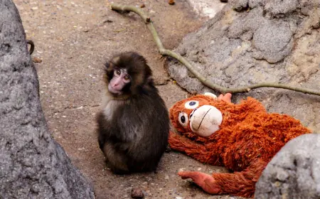 Punch Monkey Japan: What It Is, Why It’s Trending, and Where the Name Comes From