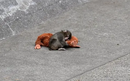 Punch the Monkey Japan Update: Orphaned Baby Macaque Finds Friends and Wins the World