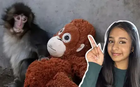 Viral Baby Monkey Punch Melts Hearts with Stuffed Bestie Video