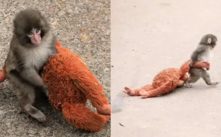 Punch the Monkey Is Making Friends — Latest Update From Ichikawa Zoo