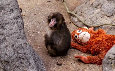 Punch the Monkey Japan: The Latest Update on the Baby Macaque Taking Over the Internet