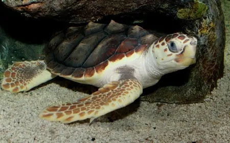 Cape Verde nesting study: loggerhead turtles face four-pronged threats from warming seas