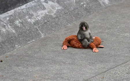 Punch the Monkey Update: Japan's Viral Baby Macaque Makes Friends — But Controversy Grows