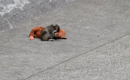 Punch the Monkey: Japan's Viral Baby Macaque Gets a February 25 Update From Ichikawa Zoo