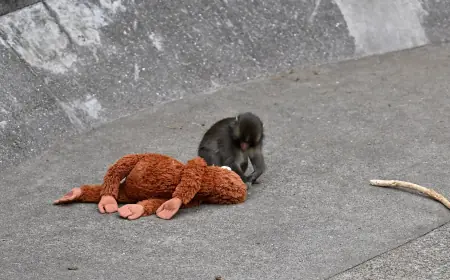 Punch The Monkey Update: Punch Monkey Japan Story Sparks New Welfare Changes