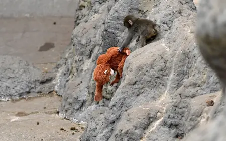 Punch The Monkey Update: Punch Monkey Japan Viral Macaque Now Showing Signs of Social Progress