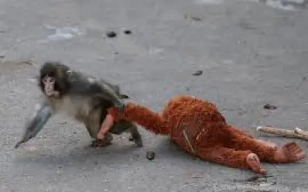 Meet Punch, the Viral Monkey and the plush monkey that followed him