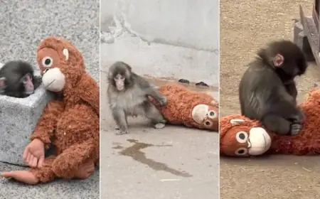 Punch The Monkey Update: Viral Punch Monkey Japan Video Sparks Zoo Crowds And Plush Toy Frenzy
