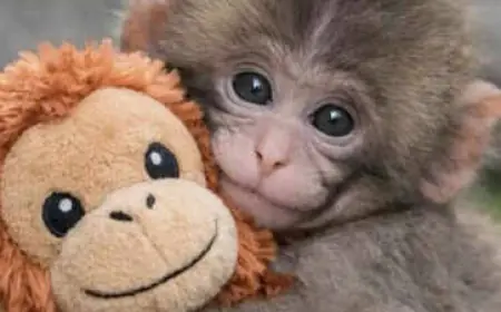 Punch The Monkey Update: Viral Macaque Punch Shows Signs of Social Progress as Plush Toy Frenzy Spreads