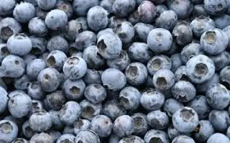 Blueberry Recall 2026 Nears Class 1 Level After 55,689 Pounds Flagged for Listeria