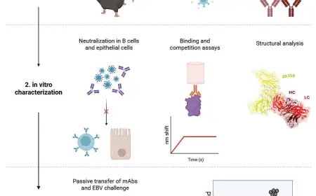 Scientists develop antibodies that block Epstein Barr Virus in humanized mice