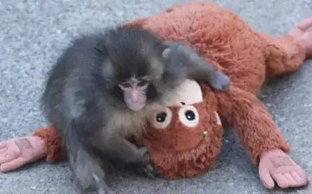 Ikea’s Stuffed Orangutan ‘Punch the Monkey’ Sells Out Nationwide