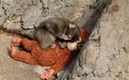 Monkey and monkey: Browser support message on the site