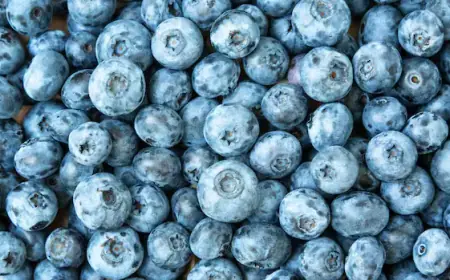 FDA Recalls Frozen Blueberries in U.S. and Canada Over Listeria Risk