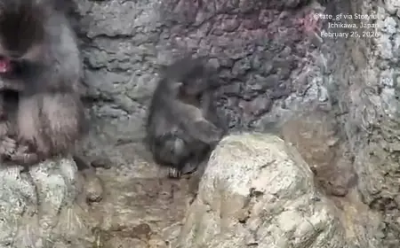 Punch Monkey Sparks Local Debate as Japanese Zoo Responds to Viral Videos