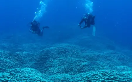 Mum and Daughter Discover Coral Giant on Great Barrier Reef That Could Be World’s Largest