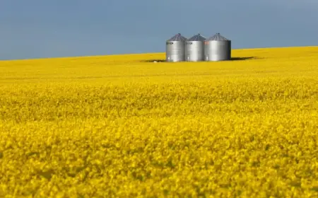 Canola Seed Exports Surge to China Amid Looming Tariff Relief Deadline