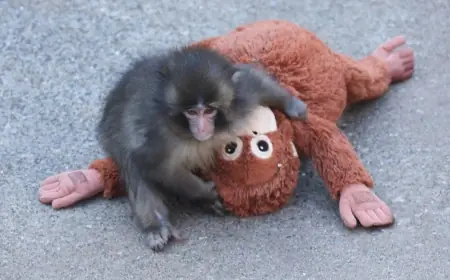Punch Monkey Update: Japan's Beloved Baby Macaque Makes New Friends and Sparks Global Movement