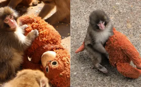Baby Monkey Punch Sparks Global Welfare Debate as Japanese Zoo Issues Update