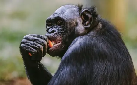 Zoo bonobo exhibit closed after ape cracks safety glass in Memphis