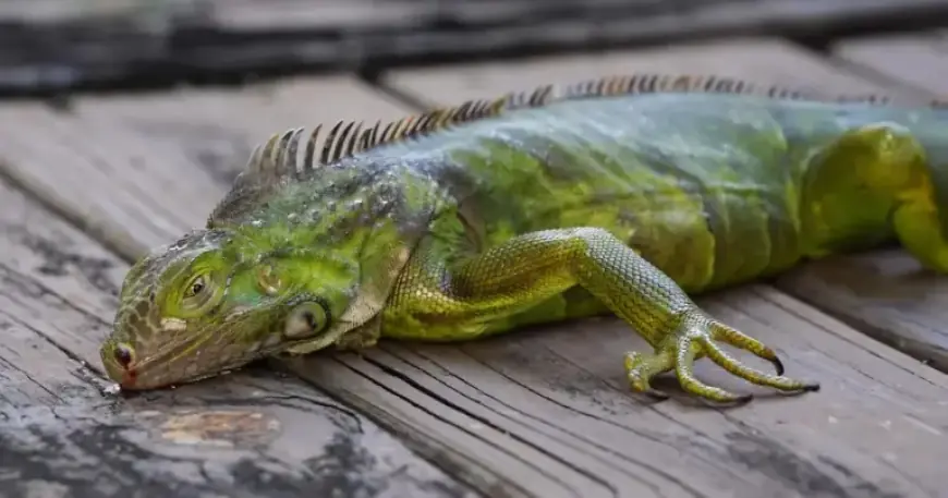 Iguanas Drop from Trees in Florida Amid Southern U.S. Cold Snap