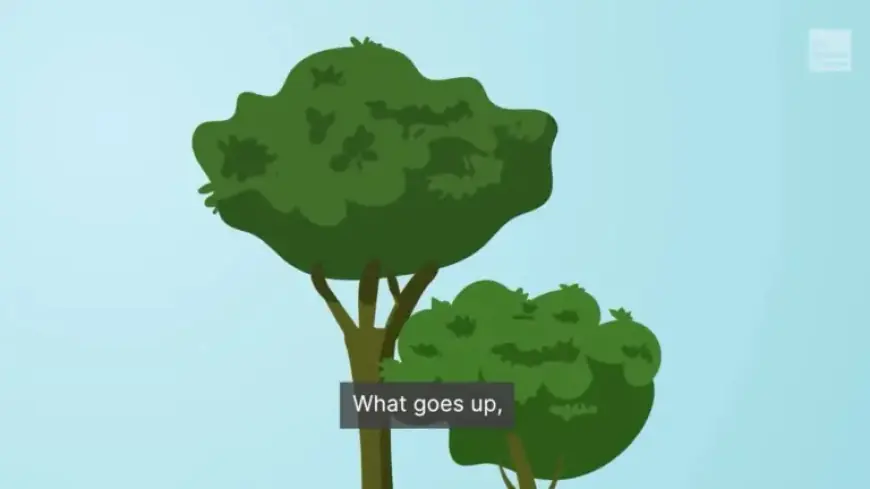 Florida’s Extreme Weather Impacts Both Humans and Iguanas