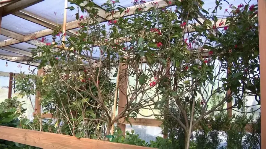 Protect Your Plants: Tips for Tampa Bay’s Chilly Weather