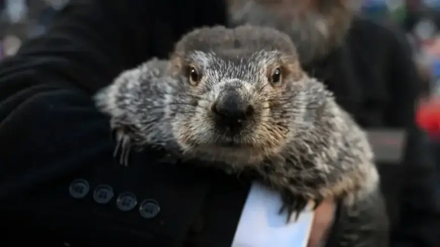 Punxsutawney Phil’s Winter Forecast Shines in Groundhog Day Spotlight