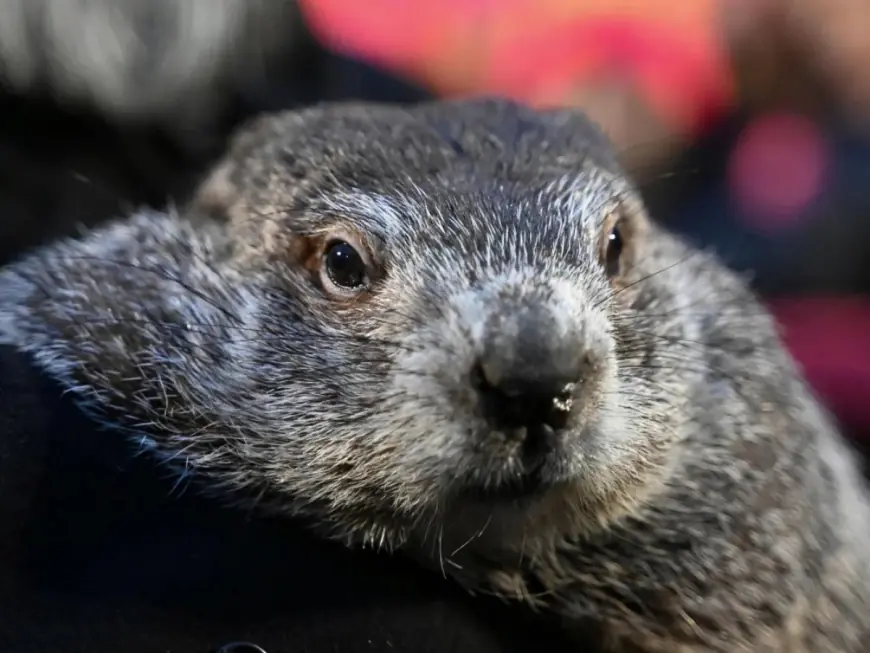 Groundhog Day 2026: Punxsutawney Phil sees his shadow, signals longer winter