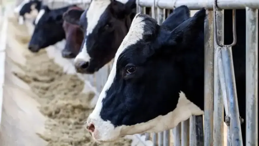 Dairy Prices in Grocery Stores Rise by 2-3%