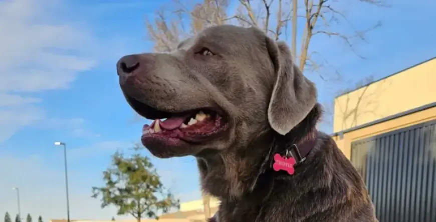 Ring Doorbells Now Help Locate Lost Dogs